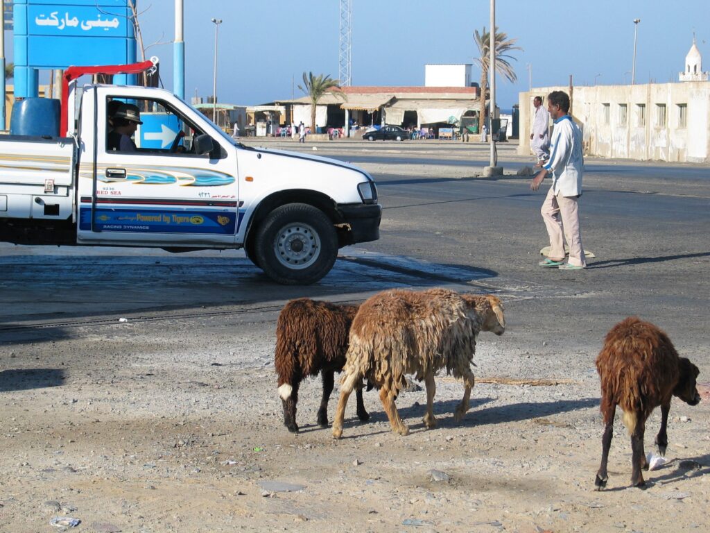 Ziegen auf der Strasse
